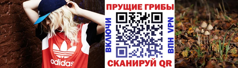Галлюциногенные грибы Psilocybine cubensis  Морозовск 